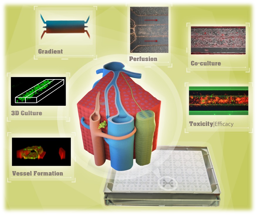 Cover art with vessel formation and 3D confocal