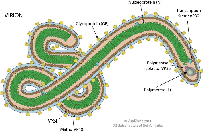 Filovirus_virion