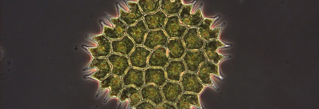 microalgae rare earth extraction