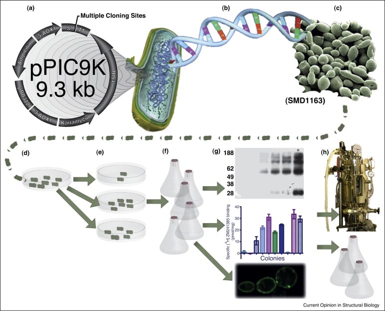 pichia pastoris graph