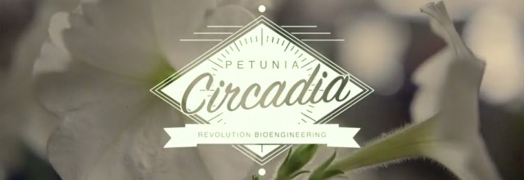 Petunia circadia Revolution bio white