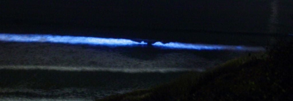 bioluminiscence