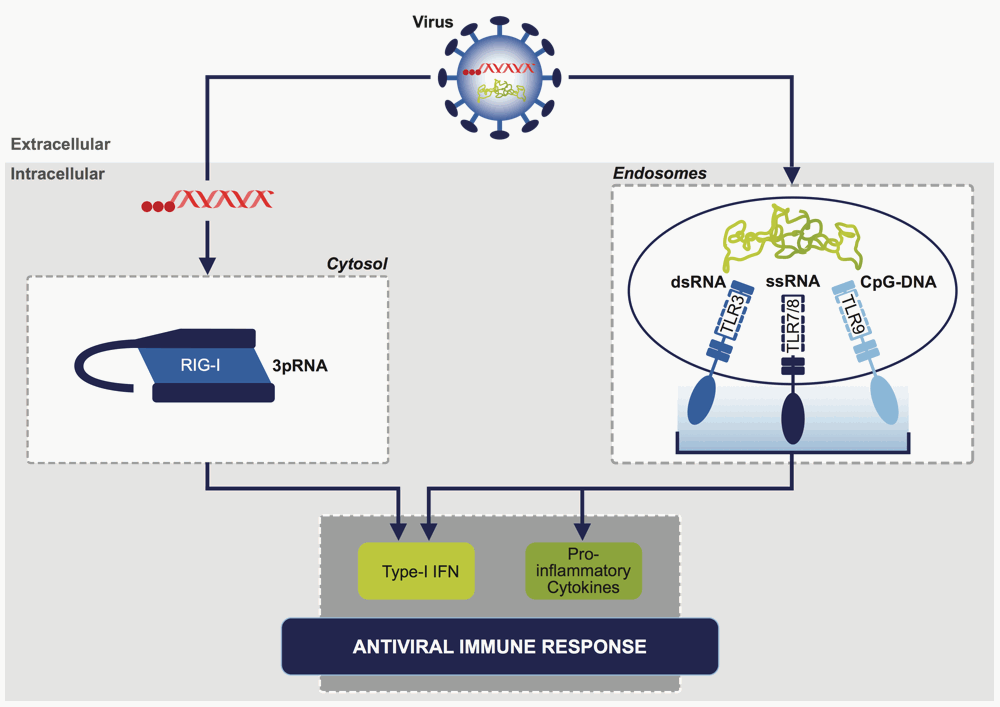 RIG-I a promising drug target. Source: Rigontec