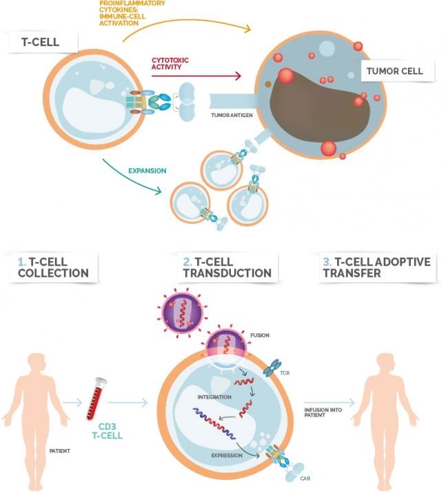 Immuno-oncology and CAR T-<a class=