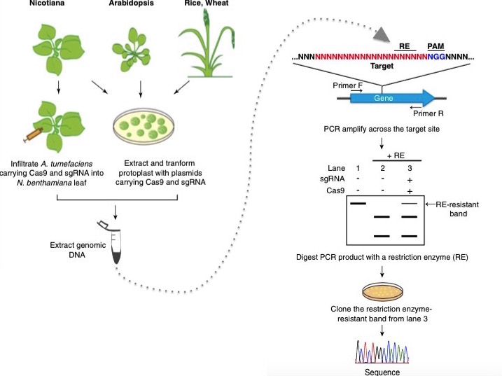 gene editing