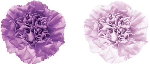 From left to right: Carnation Moonlite and Moonaqua, two of the approved GMOs. Source: Florigene