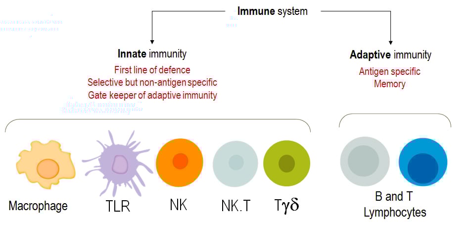 immunesystem