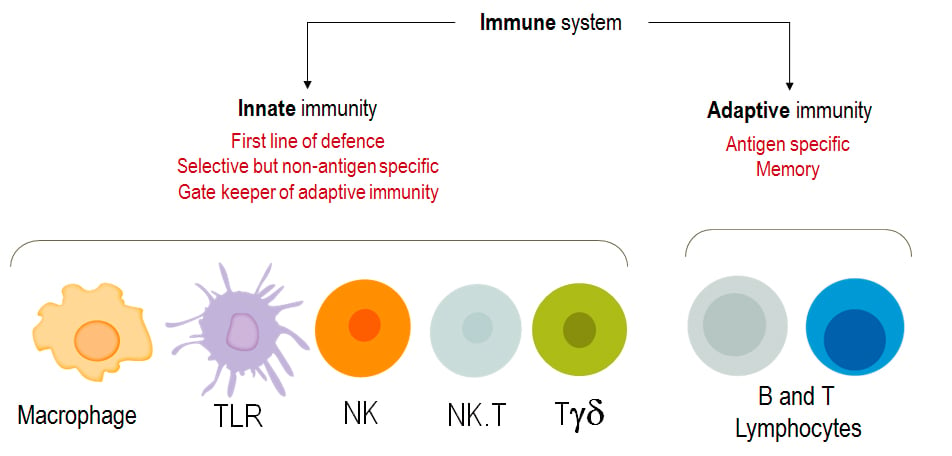 immunesystem