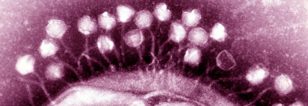 phage_antibiotics_bacteria