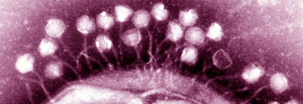 phage antibiotics bacteria