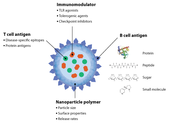 Modularity of Selecta’s Synthetic Vaccine Particle. Source: Selecta Biosciences