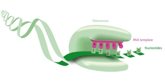 invectys telomerase