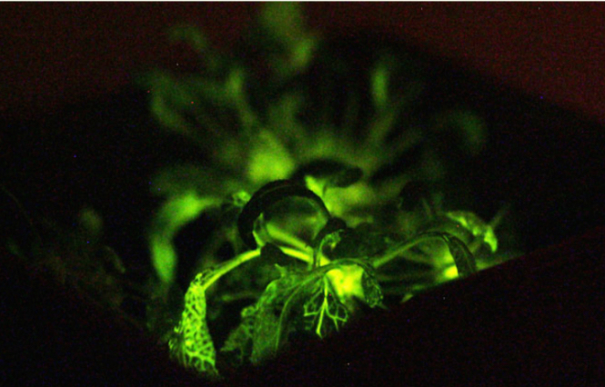 glowing-plant_ycombinator