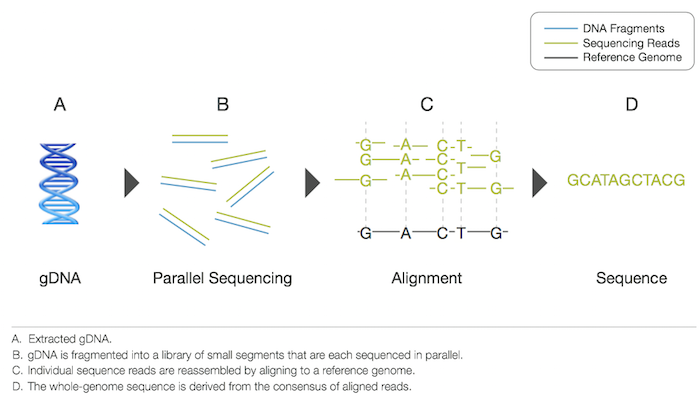 illumina_concept_ngs