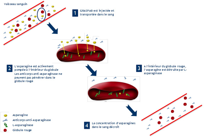 Mode of operation. Source: Erytech Pharma