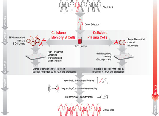 cellclone humbas