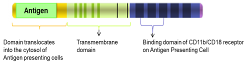 Schematic diagram of a Vaxiclase-based vaccine. Source: Genticel 