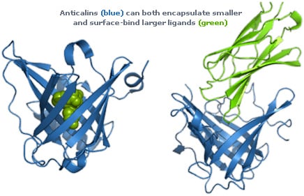 Anticalin proteins. Source: Pieris Pharmaceutical