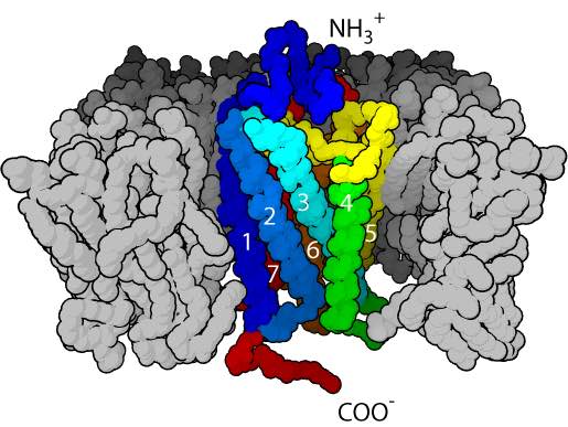 GPCR 3D structure