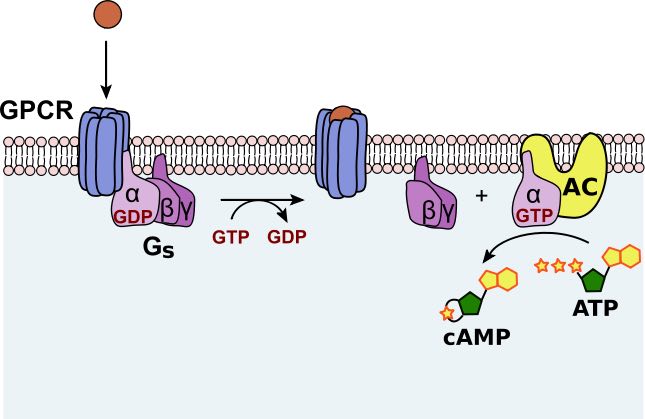 GPCR pathway