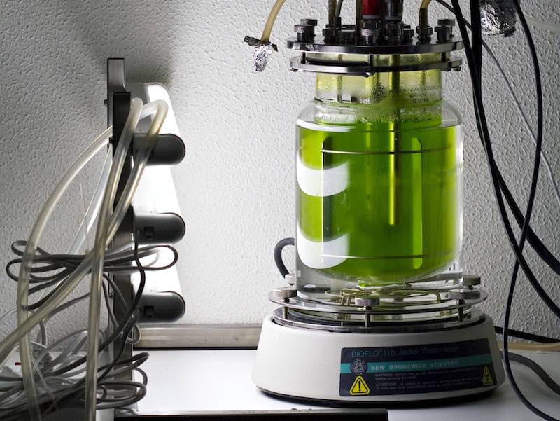 bioreactor_microalgae_lab