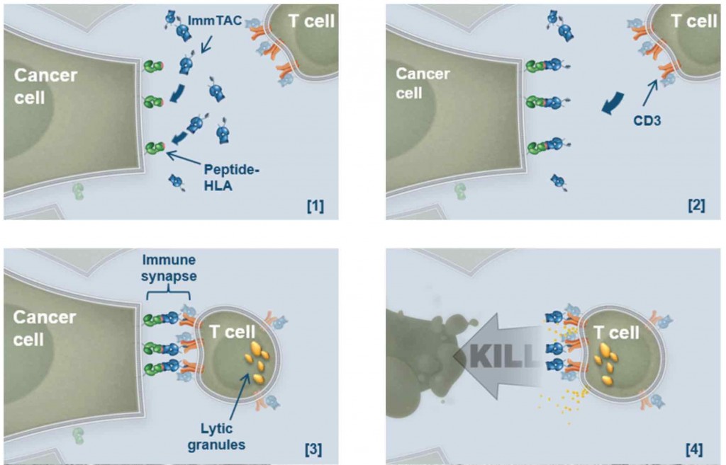 immunocore