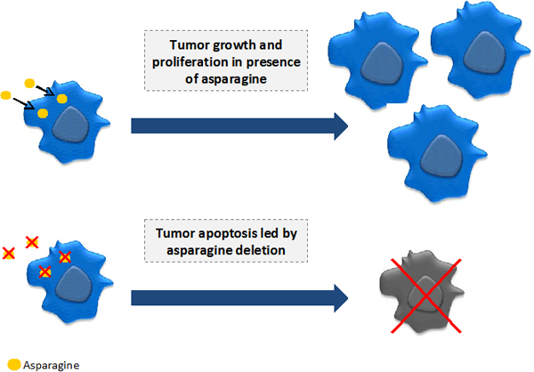 tumor starvation Erytech