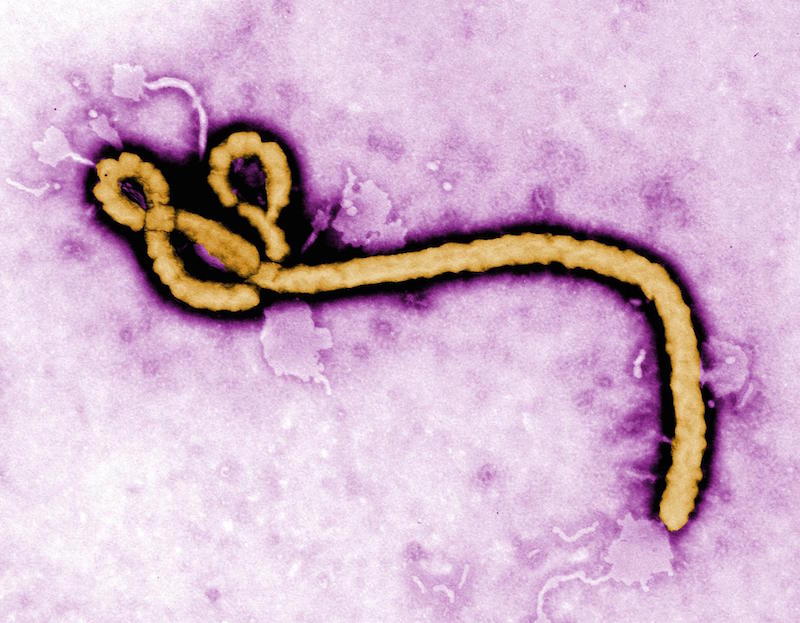 Merck vaccine Ebola