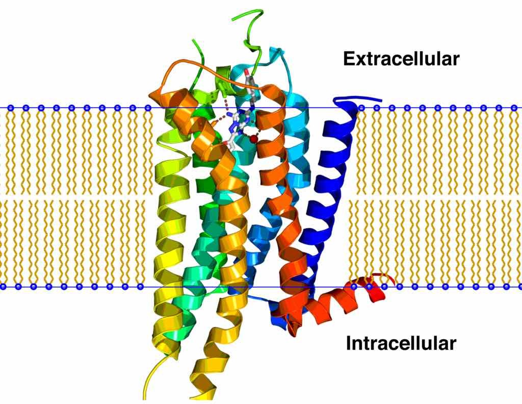 A2A_receptor_bilayer