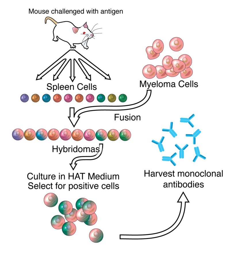 Monoclonals_antibody_process