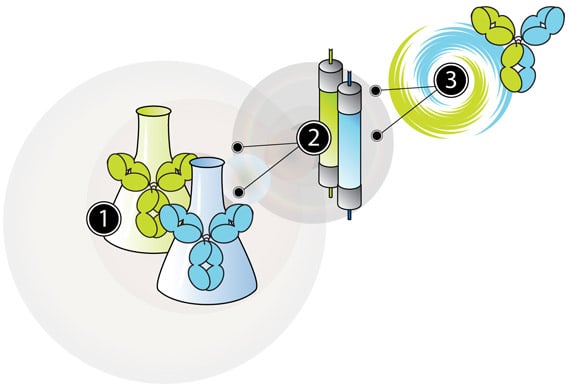 the-duobody-production-process