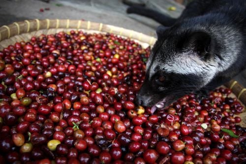 kopi_luwak_coffee_afineur