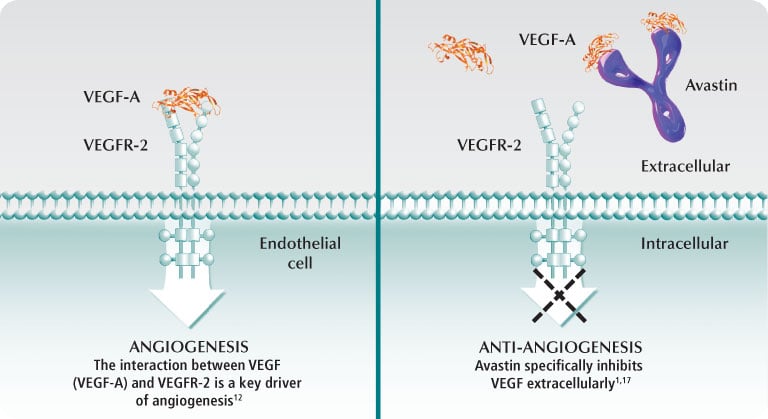 Avastin-MOA-Overview