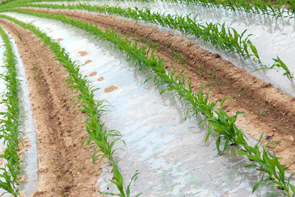 Agricultural 'mulching' bioplastic film (Source: Carbios)