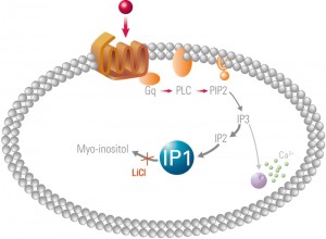 IP1 pathway Gq_IP1-Gq