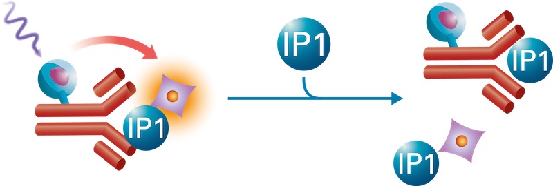 IPone assay format_IP1-format