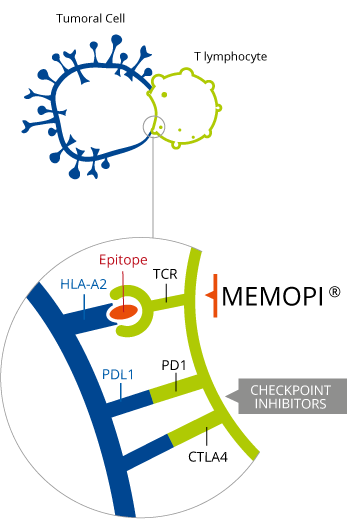 Memopi Technology, adopted by Tenopi pipeline. Source: OSE Pharma