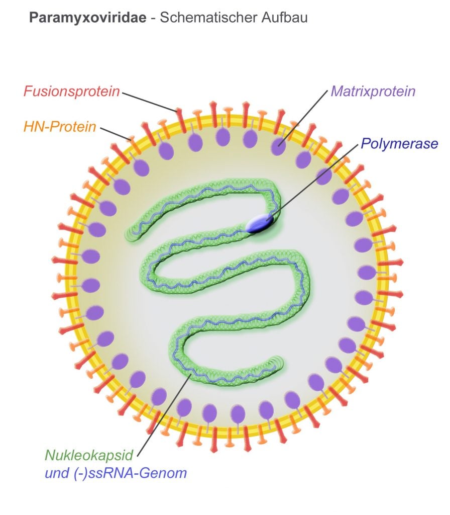 Virus in the Pneumovirinae family (CC: Gleiberg)