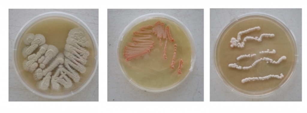 Cultures for the 3 strains collected from Saharan soil in Algeria, investigated for putative anti-tumor metabolites. (Source: Selama et al.)