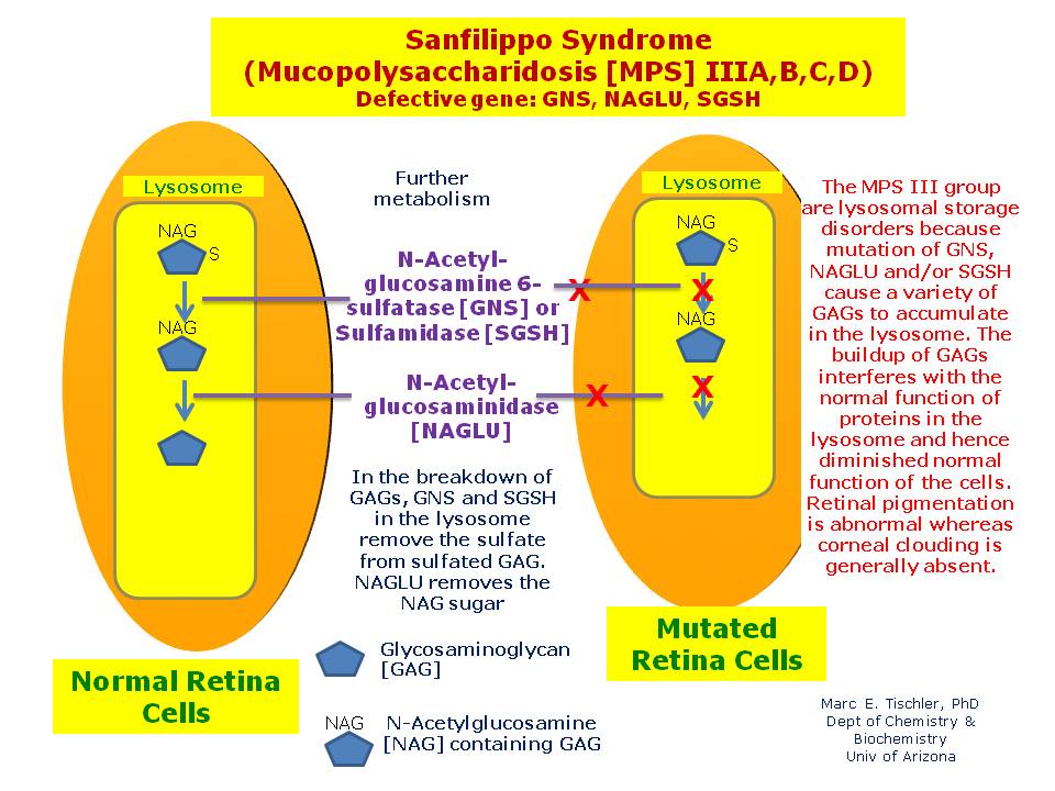 Sanfilippo Syndrome