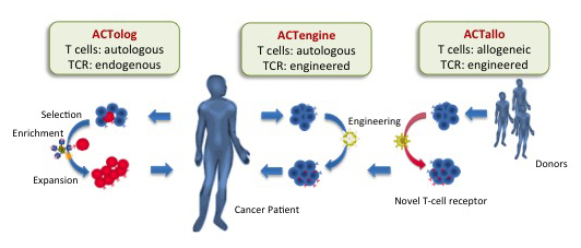 The 3 ACT Approaches Immatics US plans to implement into its clinic using XPRESIDENT Tumap detection and MD Anderson's ACT expertise. S: Immatics