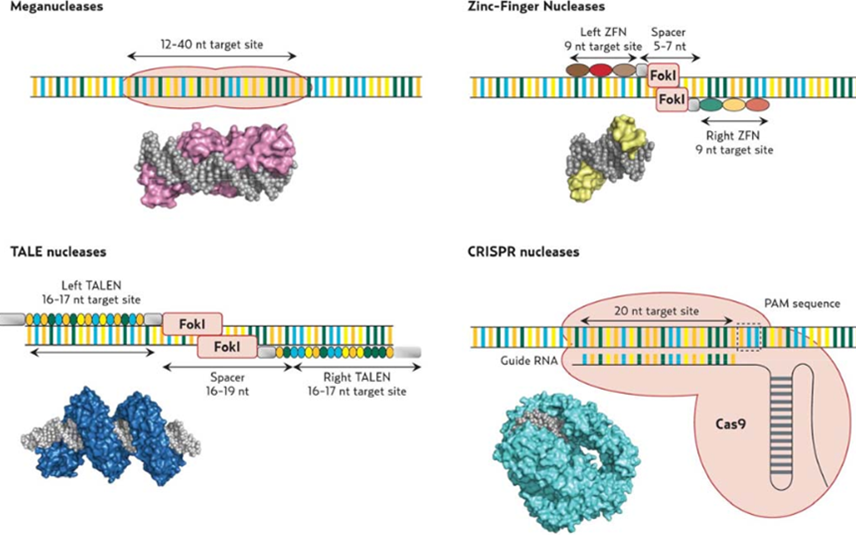 The four nucleases technologies: schemes and 3D molecular views. (Source: Figure 6 from Boston Consulting Group Review) 