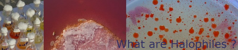 Halophiles are organisms which grow in high salt (NaCl) concentrations (Source: Heiko Patzelt)