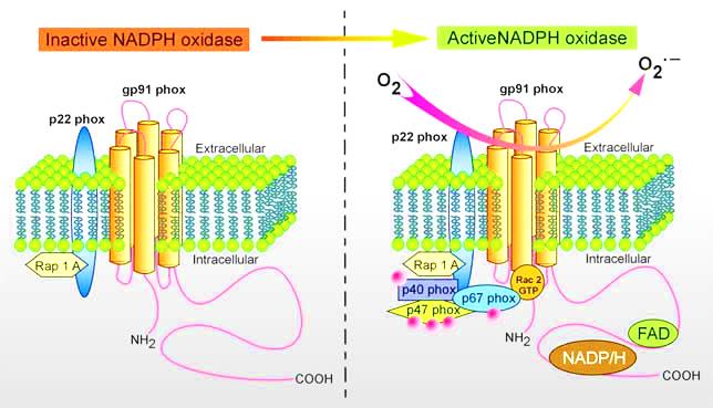 NOX enzymes are transmembrane proteins which produce ROS. In excess ROS can cause tissue damage, such as in the case of Diabetic nephropathy. (Source: Genkyotex)