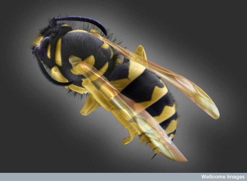 B0008542 Vespula vulgaris (common wasp) Credit: Annie Cavanagh. S: Wellcome Images 