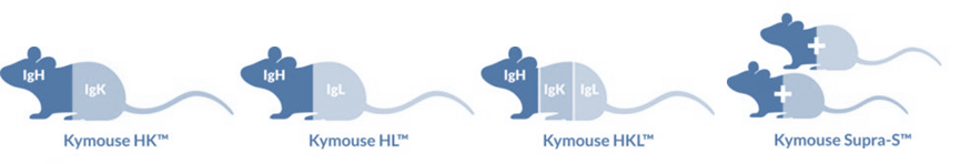 The Kymouse™ platform comprises multiple mouse strains, each with its own diversity profile enabling a broader range of antibodies than immunising a single mouse strain. These include Kymouse HK™ containing human heavy and kappa variable sequences, Kymouse HL™ containing human heavy and lambda variable sequences, Kymouse HKL™ containing all human variable antibody sequences (available 2Q 2015) - A set of 6 Kymouse Supra-S™ strains with subsets of the human repertoire (available 2Q 2015) S: Kymab