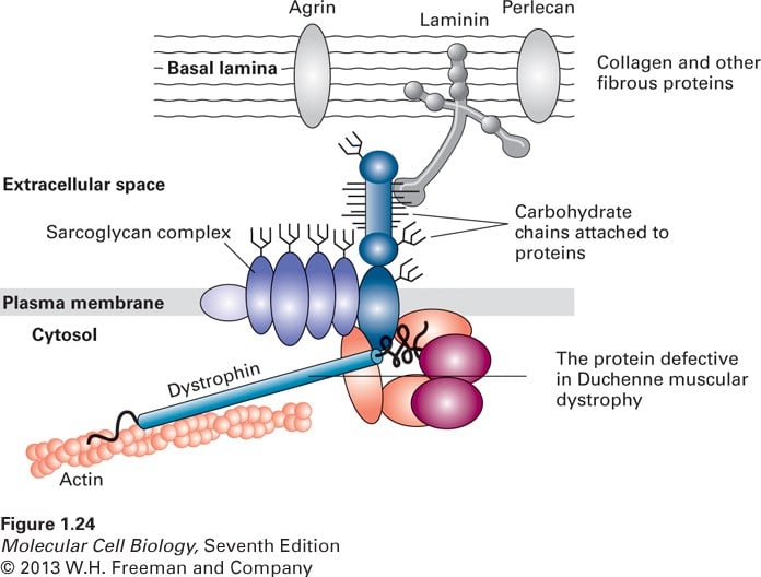 Dystrophin is absent in DMD patients. This causes Ca2+ Influx across the sarcolemma and mitochondrial lysis.