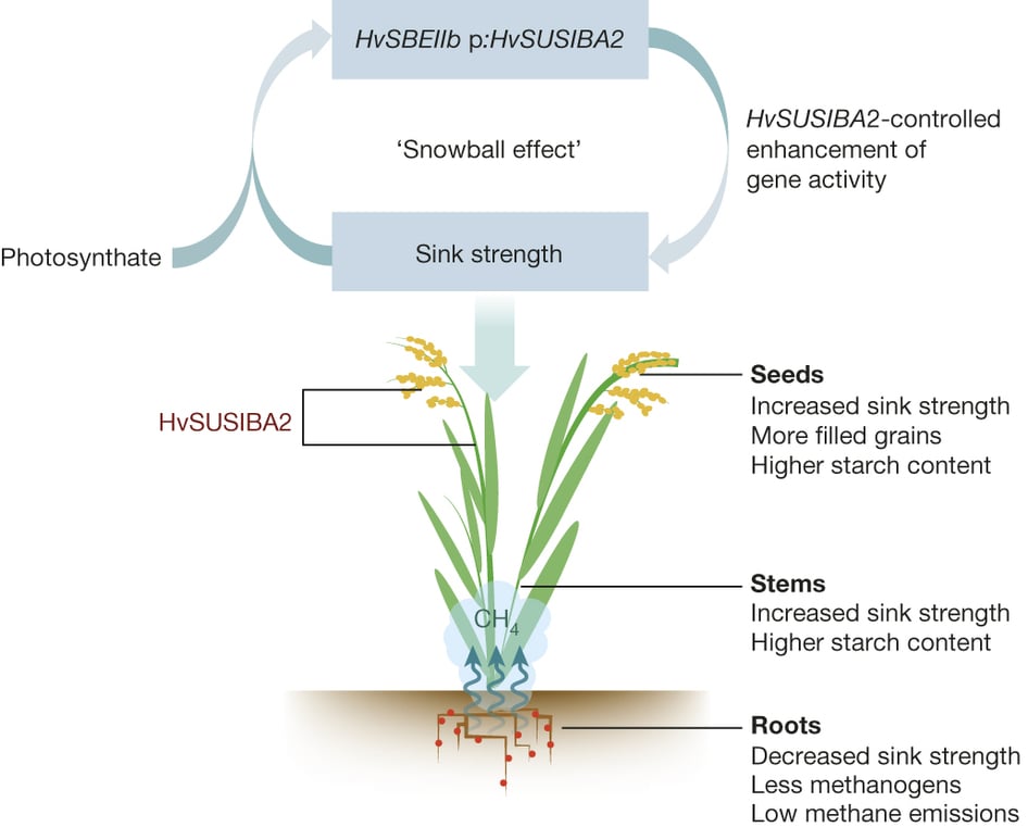 Expression of barley SUSIBA2 transcription factor yields high-starch low-methane rice. (Source: Nature 523, 602–606 doi:10.1038/nature14673)