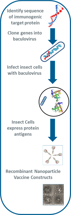 NovaVax method of RSA vaccine functions by F-protein fusion (Source: NovaVax)