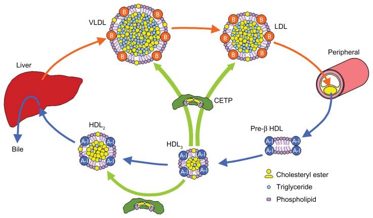 CETP inhibitors prevent the conversion of HDL back into LDL (which contributes to Atherosclerosis).